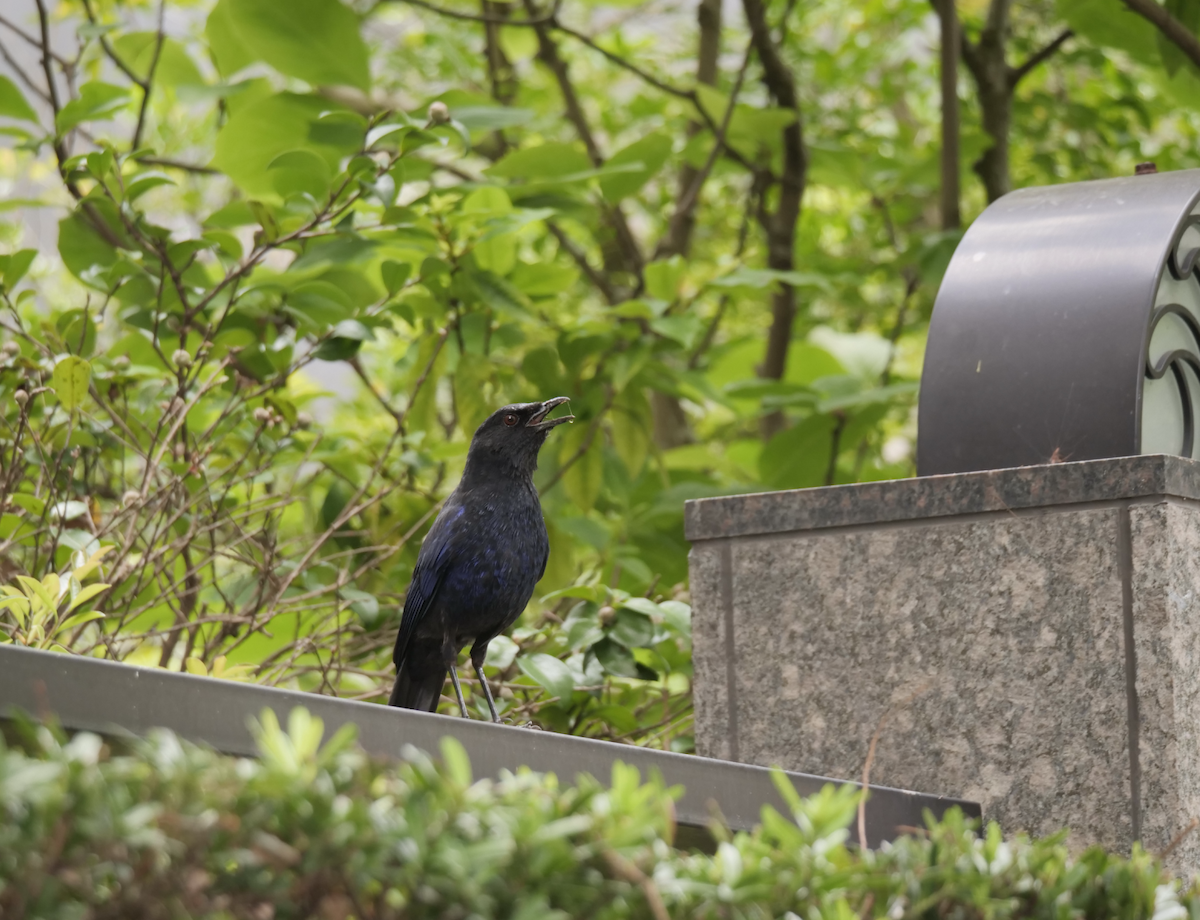 Taiwan Whistling-Thrush - ML565379431
