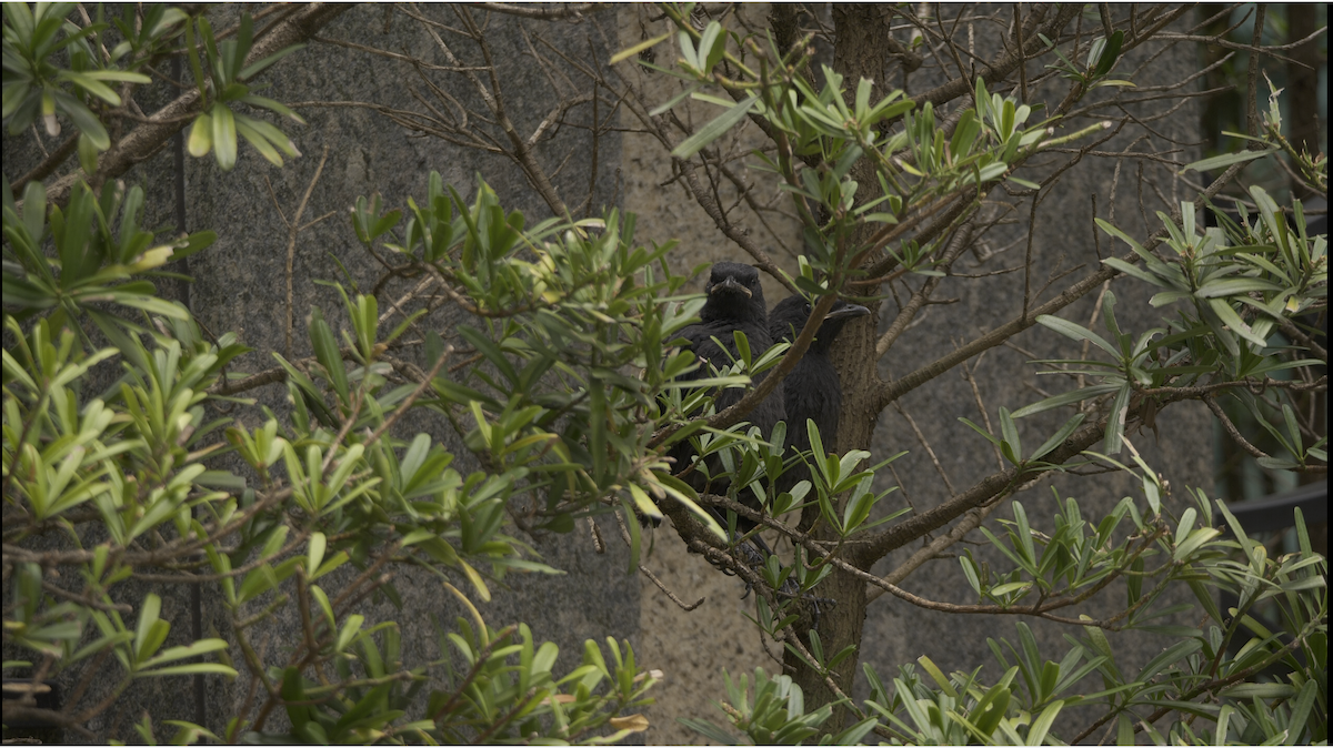 Taiwan Whistling-Thrush - ML565379441