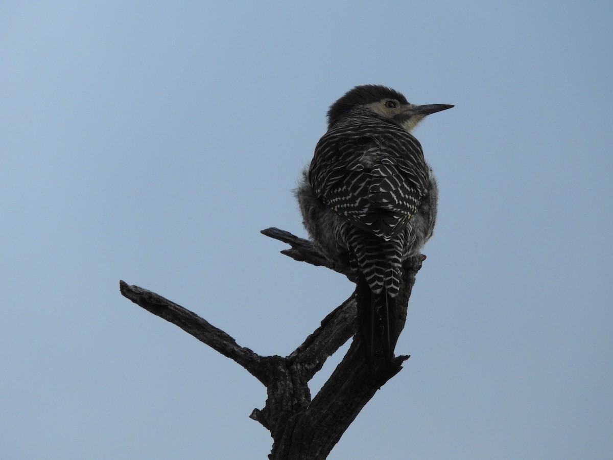 Chilean Flicker - ML565379581