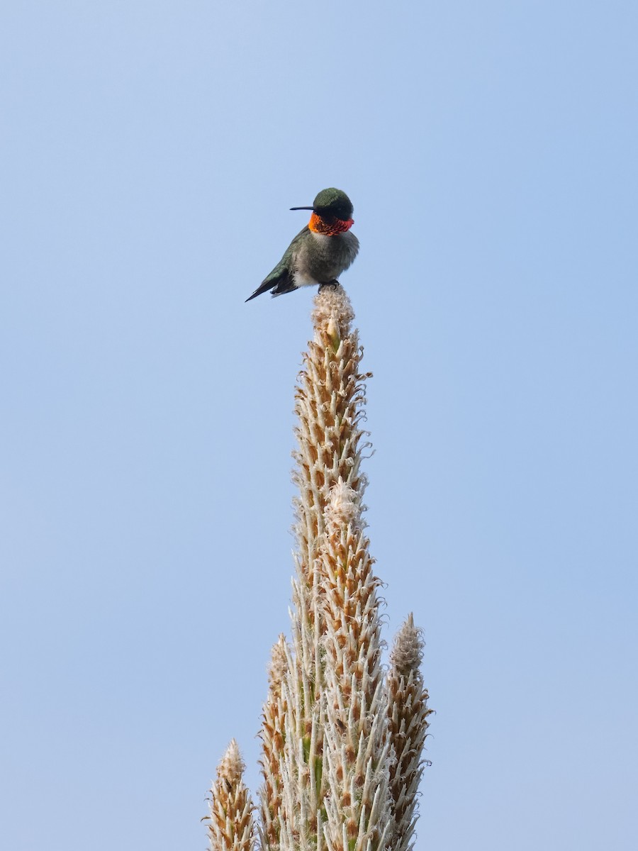 Ruby-throated Hummingbird - ML565381051