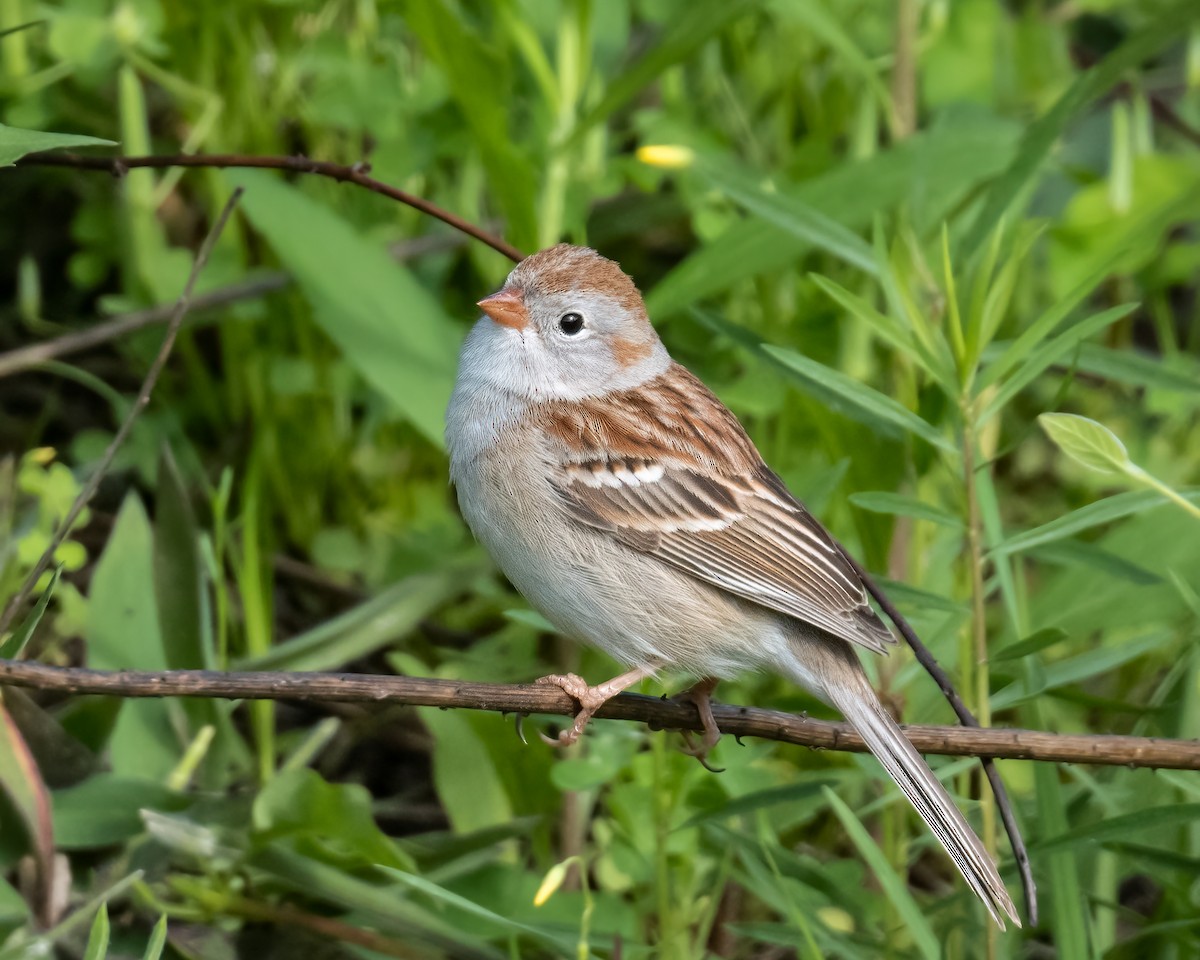 Field Sparrow - ML565381091