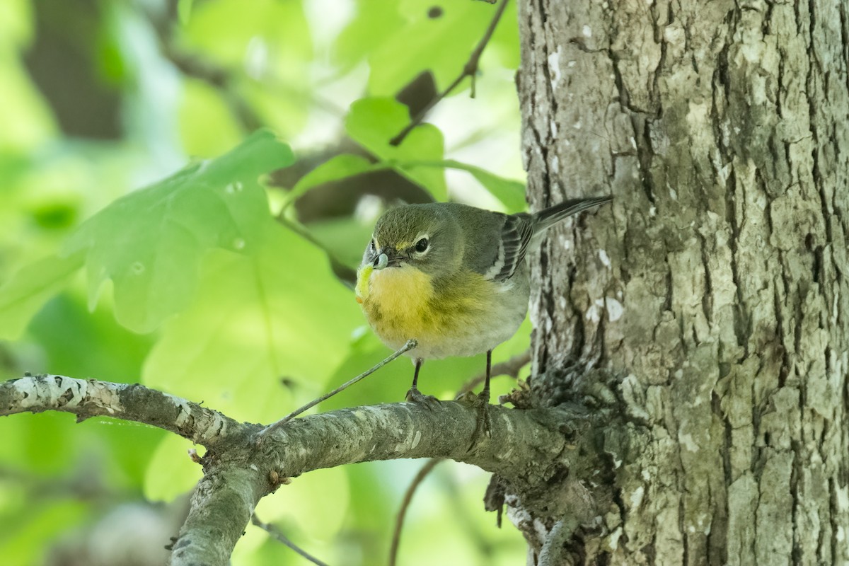 Pine Warbler - ML565381471