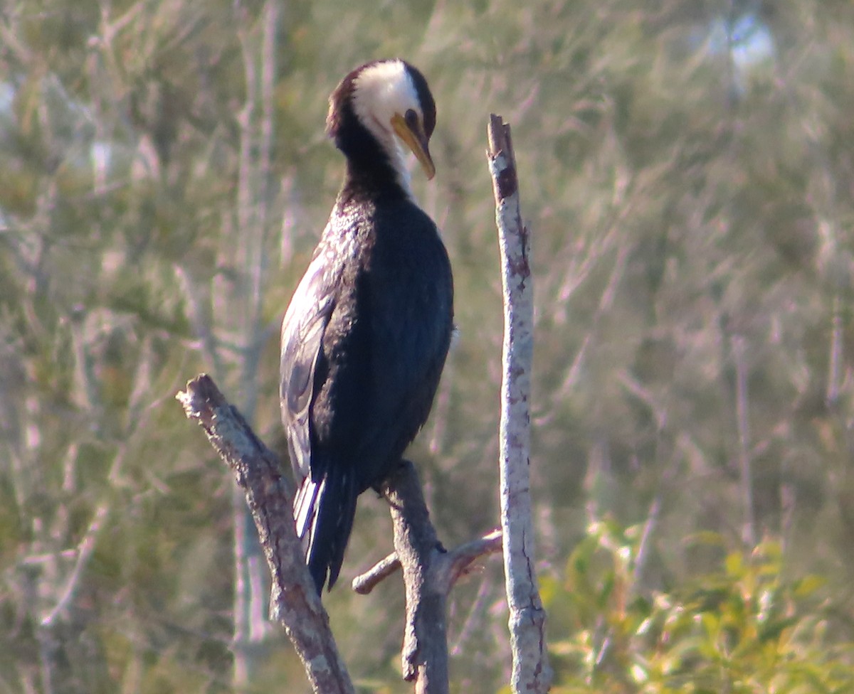 Cormorán Piquicorto - ML565381571