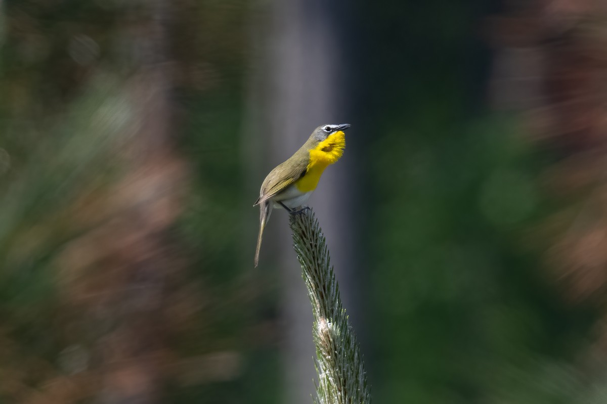 Yellow-breasted Chat - ML565381651