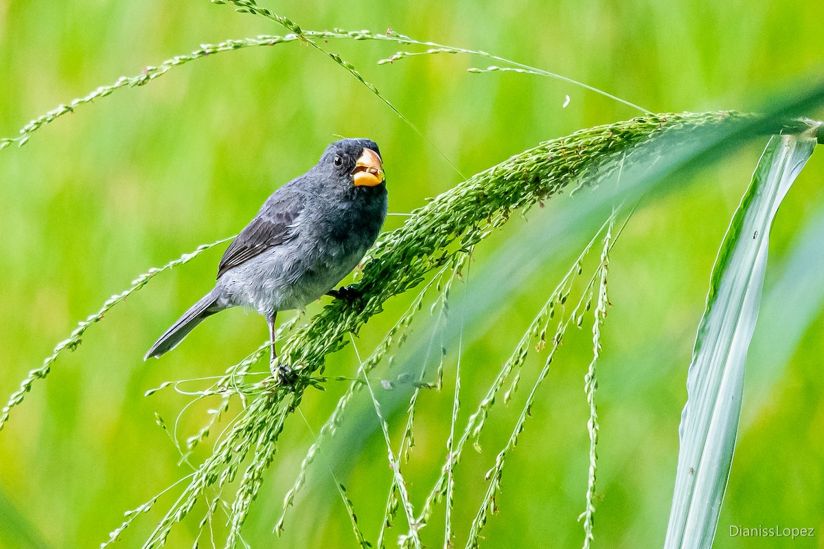 Gray Seedeater - Diana López G