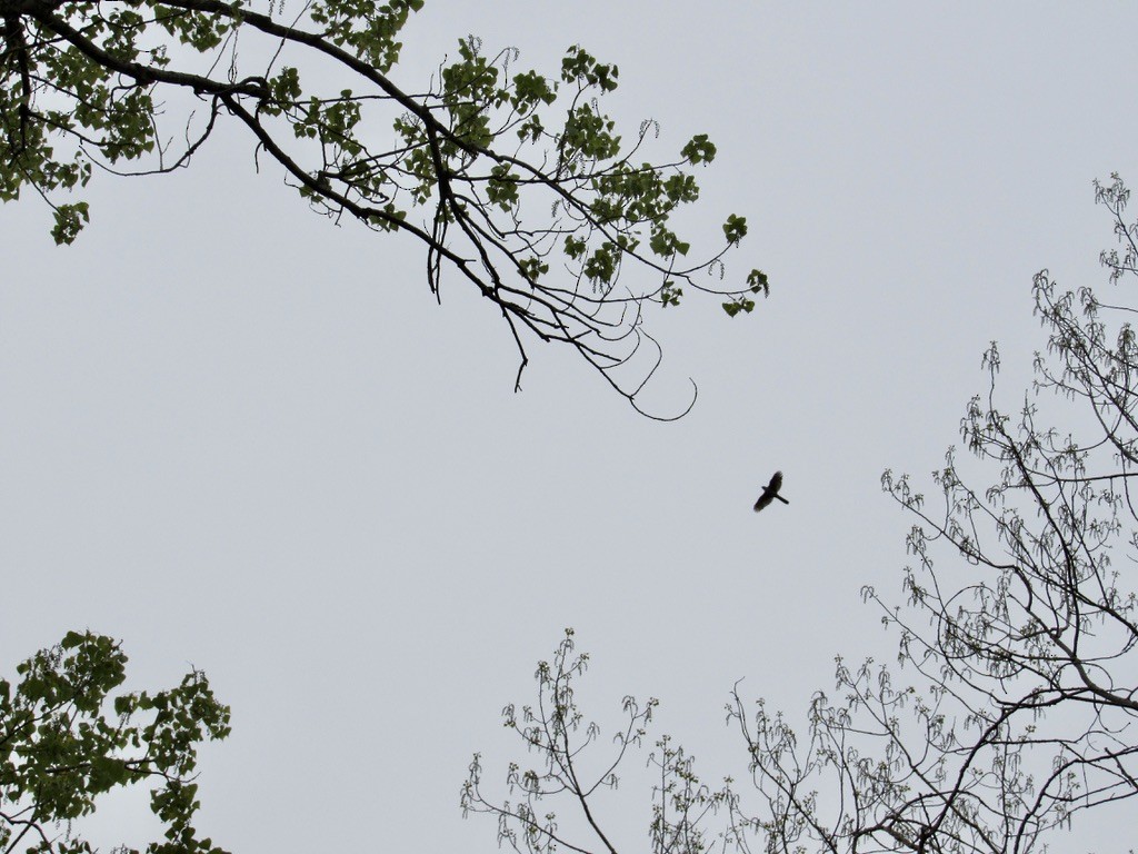 Cooper's Hawk - ML565384151