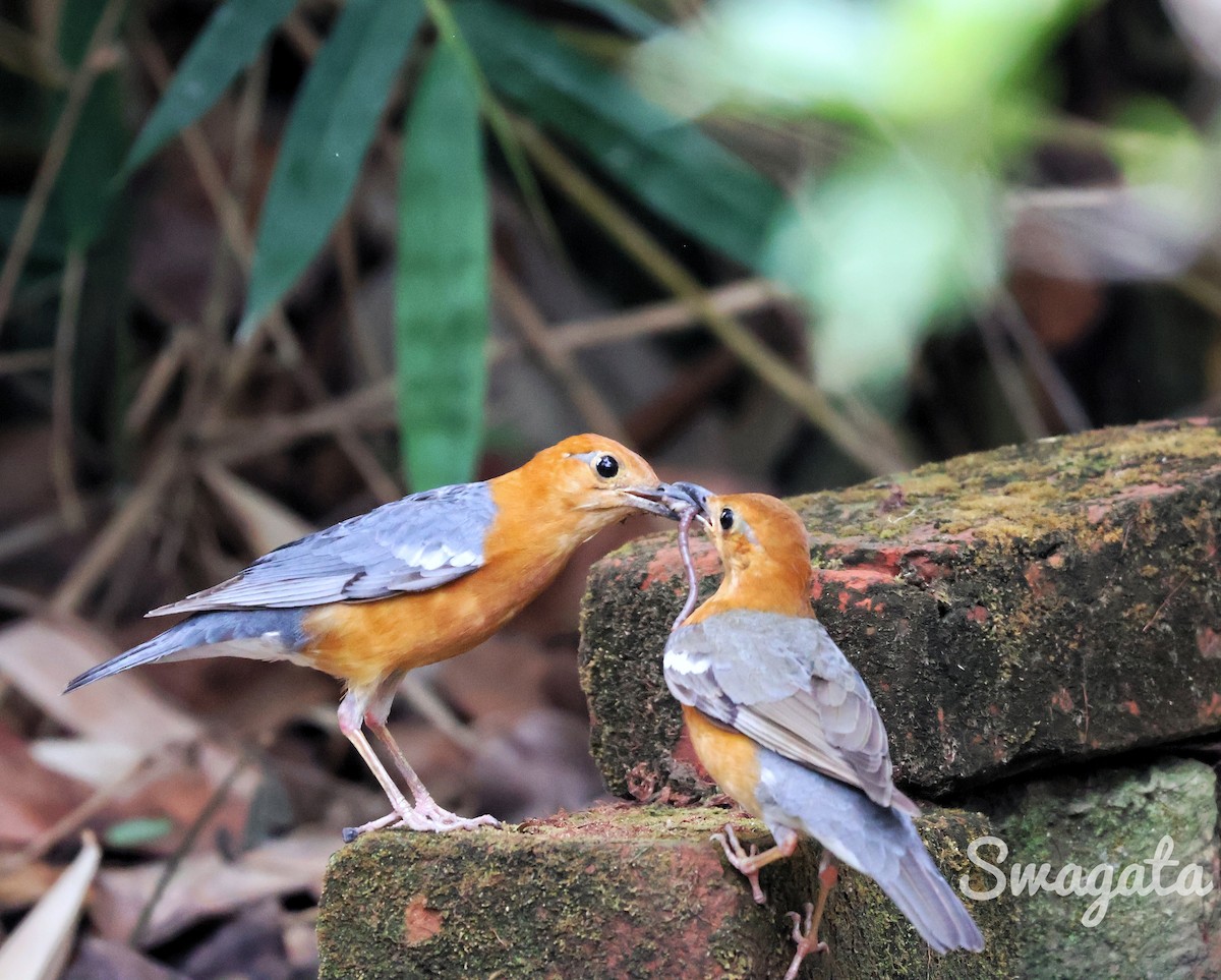 Orange-headed Thrush - ML565384441