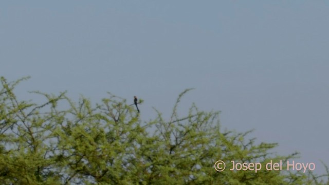 Sahel Paradise-Whydah - ML565384831