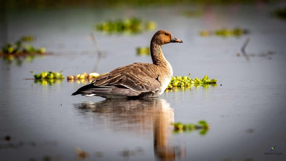 Tundra Bean-Goose - ML565385201