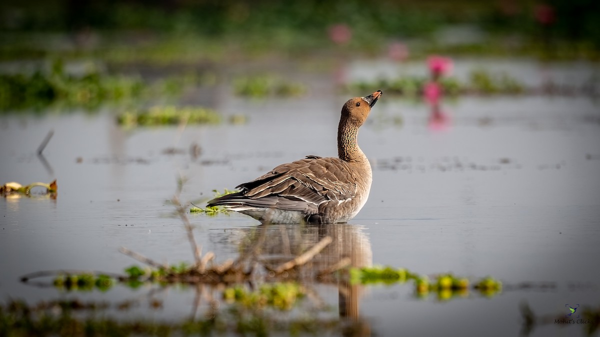 Tundra Bean-Goose - ML565385211