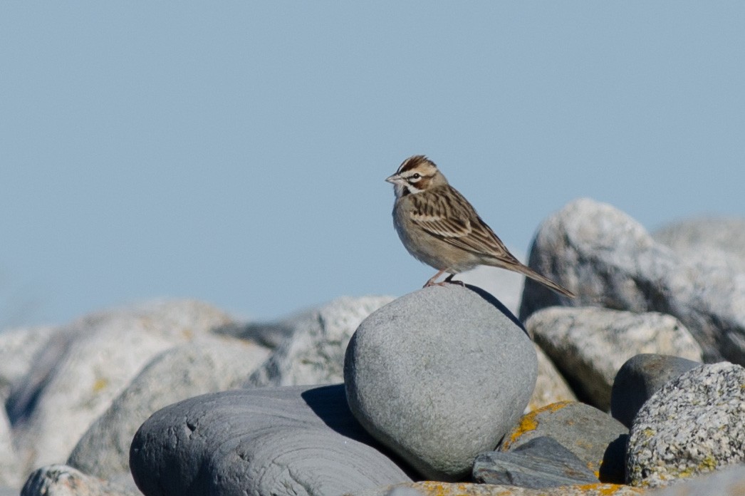 Lark Sparrow - Alix d'Entremont