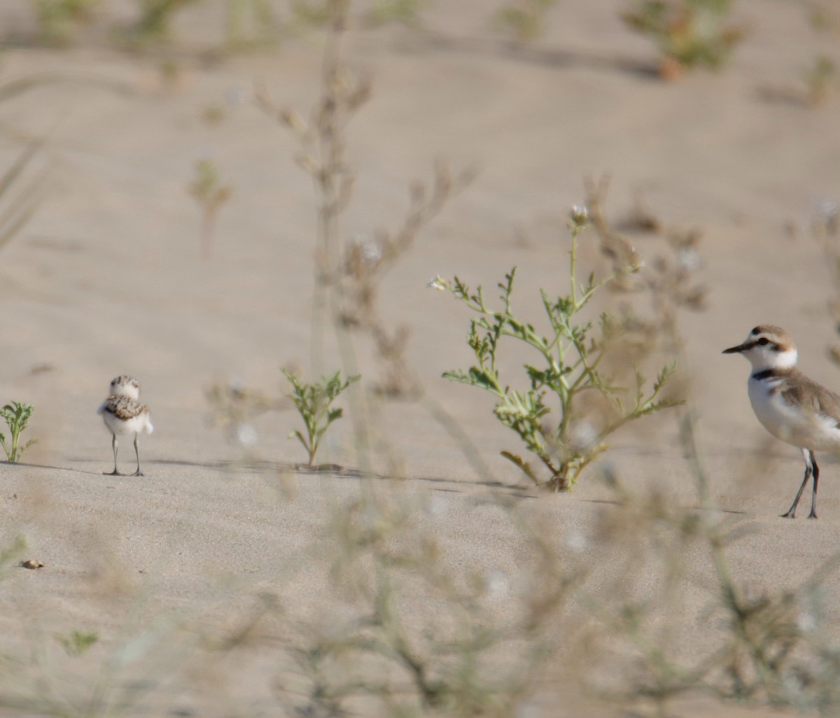 Kentish Plover - ML565385481