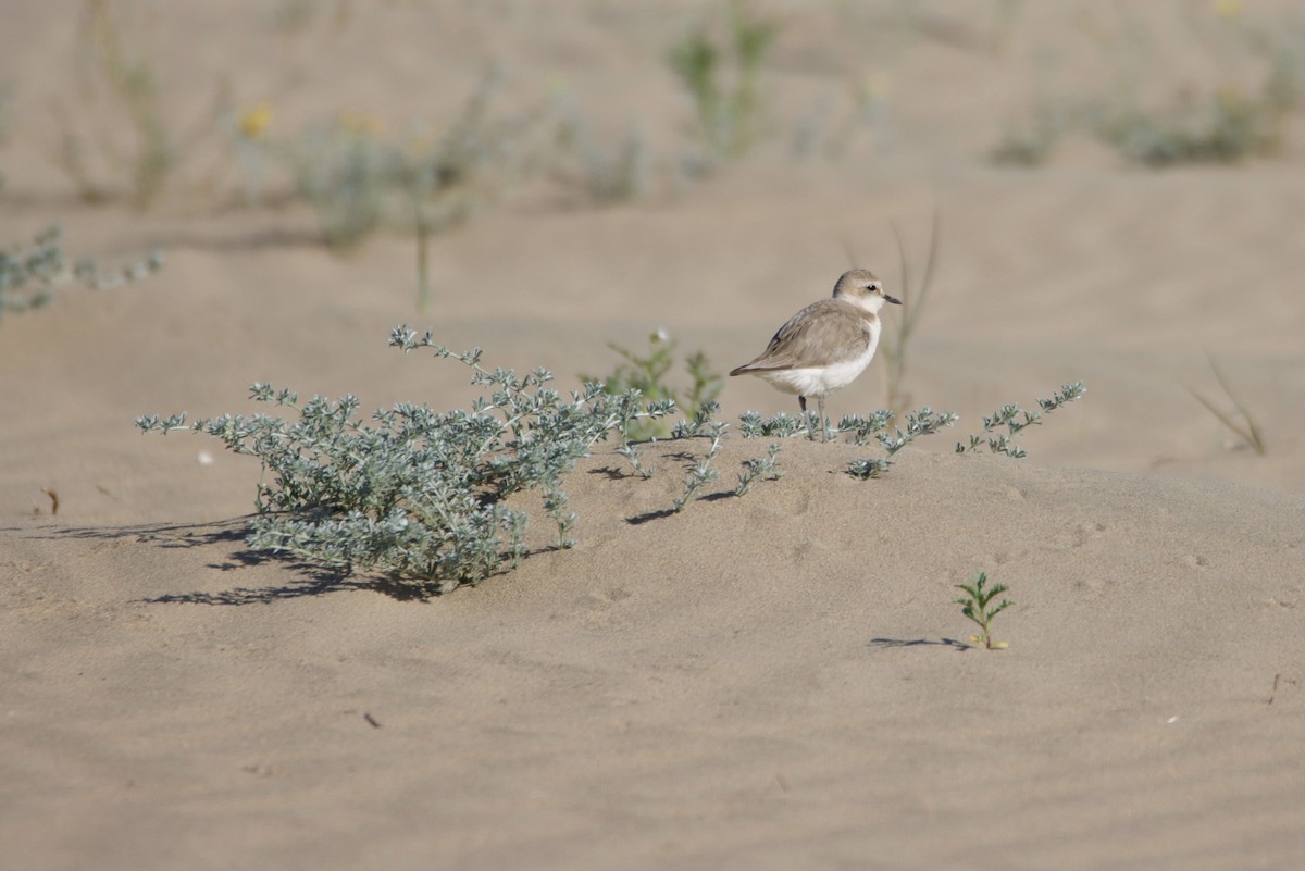 Kentish Plover - ML565385491