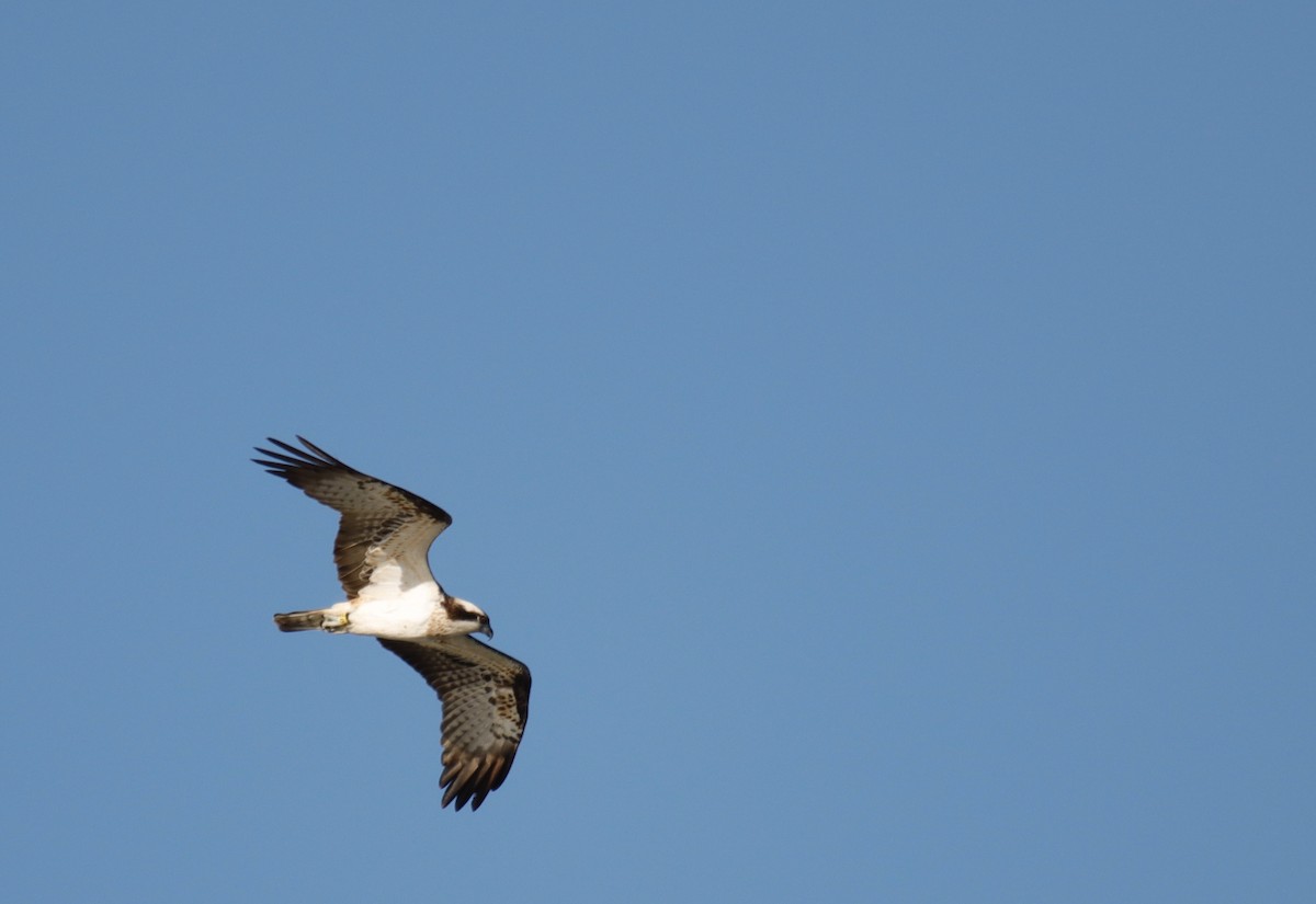 Osprey - ML565385711