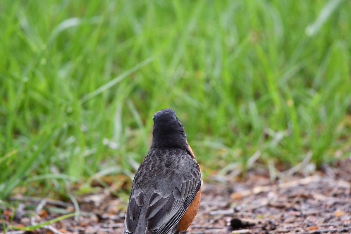 Zorzal Americano (grupo migratorius) - ML565385861