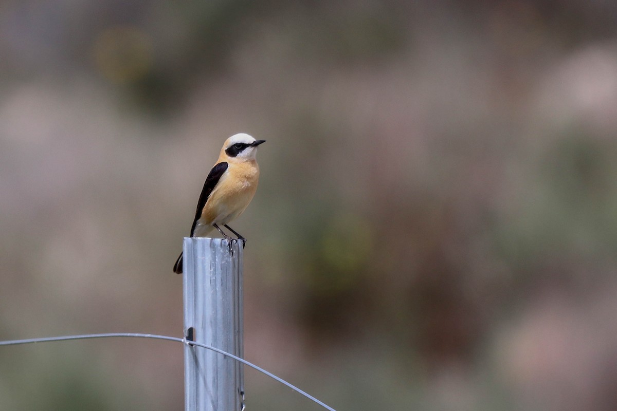 Western Black-eared Wheatear - ML565386351
