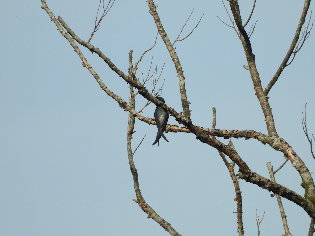 カンムリアマツバメ - ML565386451