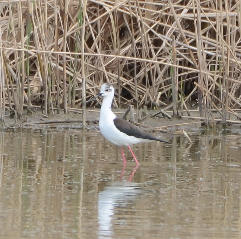 Black-winged Stilt - ML565386611