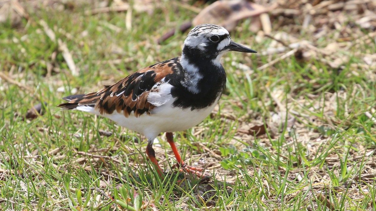 Ruddy Turnstone - Hendrik Swanepoel