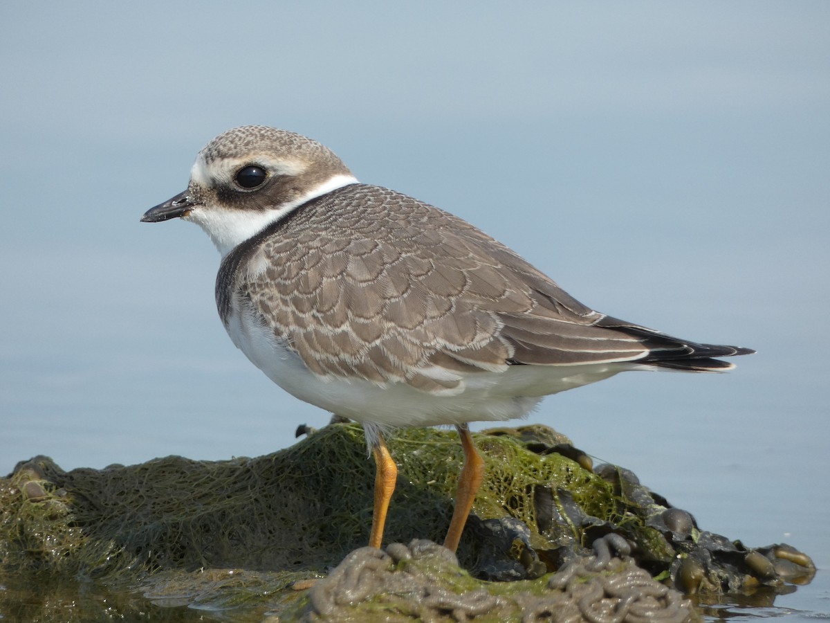 Common Ringed Plover - Nathanael Poffley