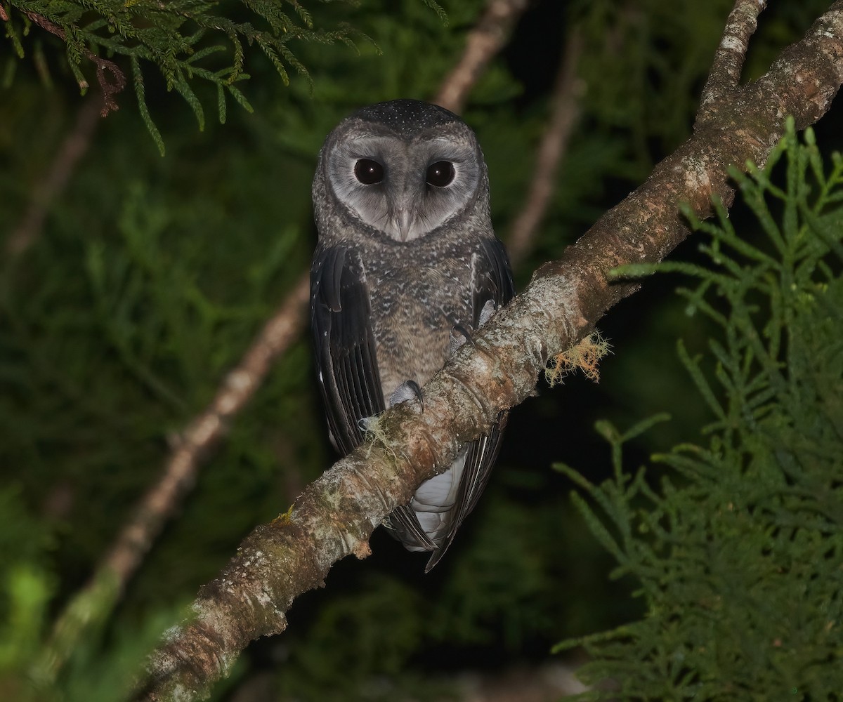 Sooty Owl - ML565388511