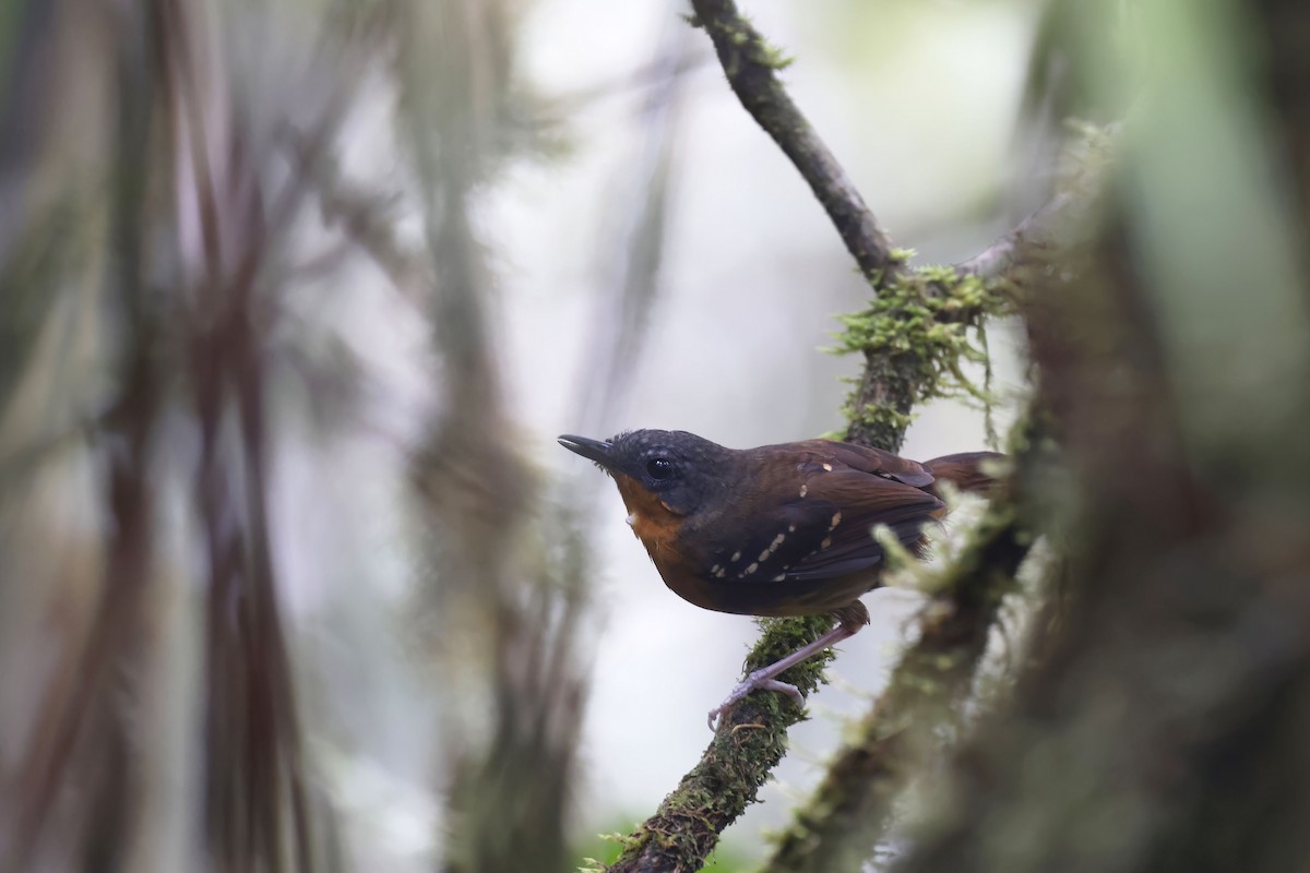 Zimmer's Antbird - ML565389681