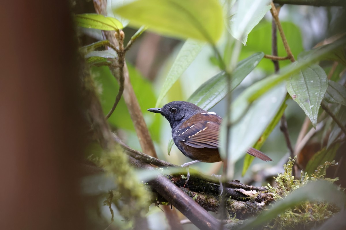 Zimmer's Antbird - Daniel Branch