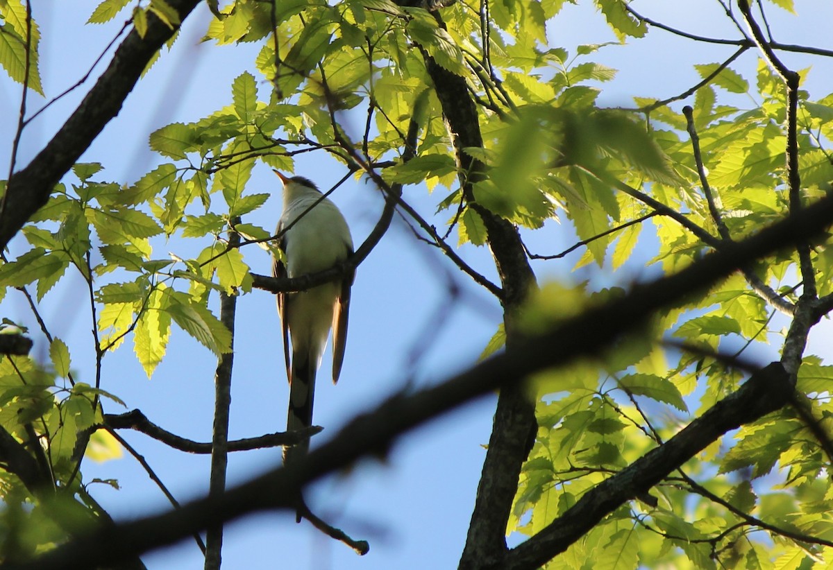 Yellow-billed Cuckoo - ML56538971