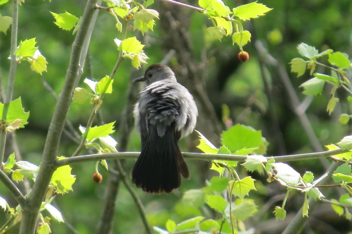 Gray Catbird - ML56539011