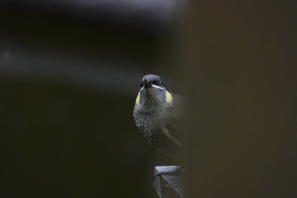 Lewin's Honeyeater - Eric Finley