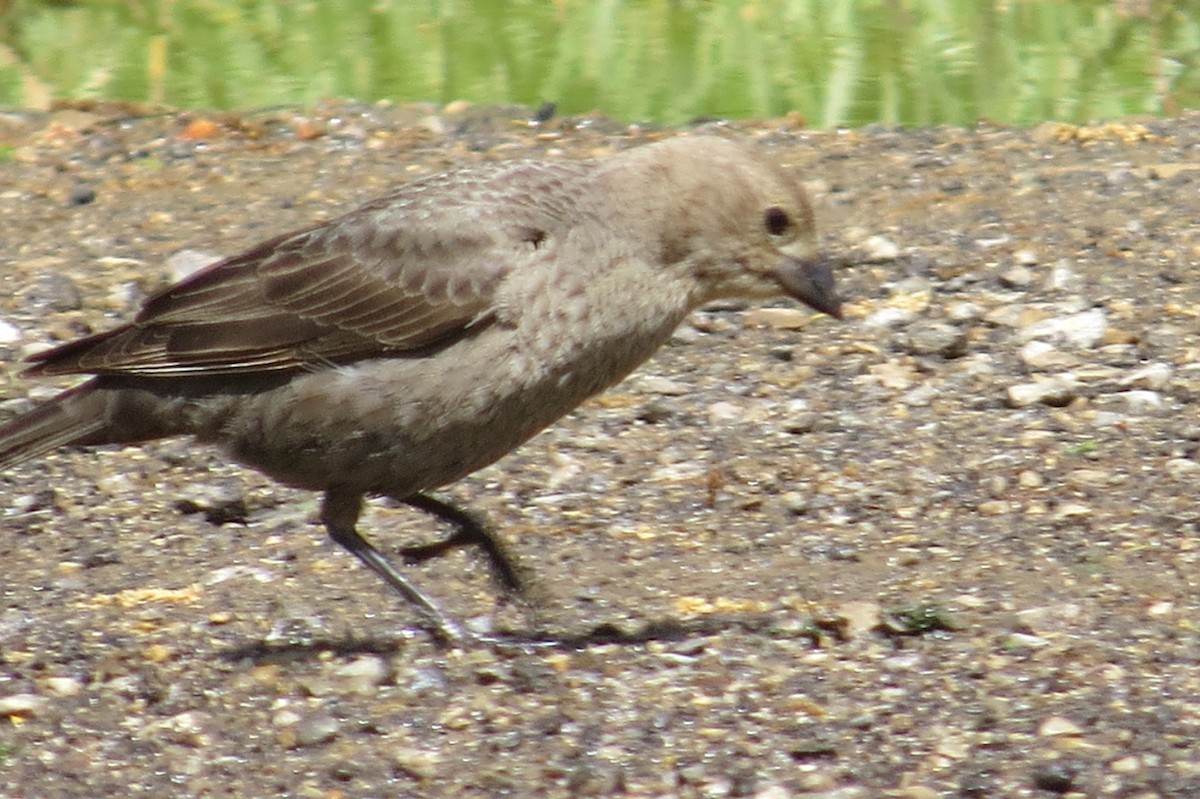 Brown-headed Cowbird - ML56539071