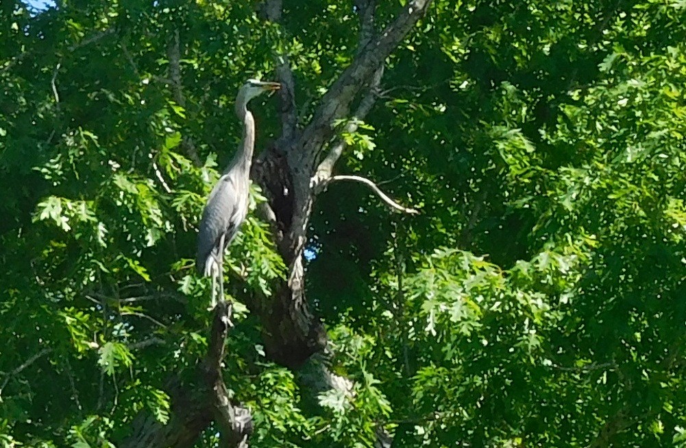 Great Blue Heron - ML56539131