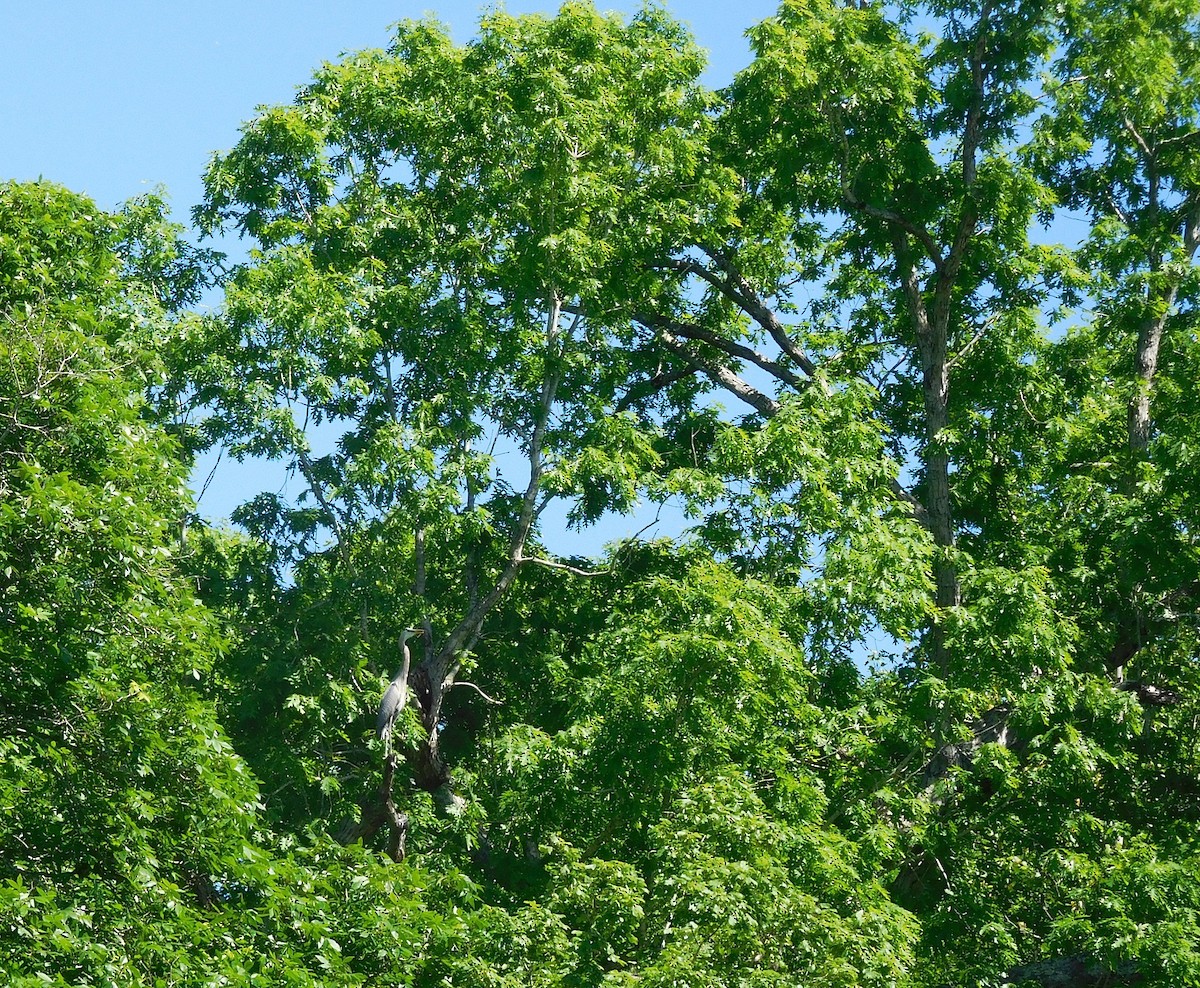 Great Blue Heron - ML56539141