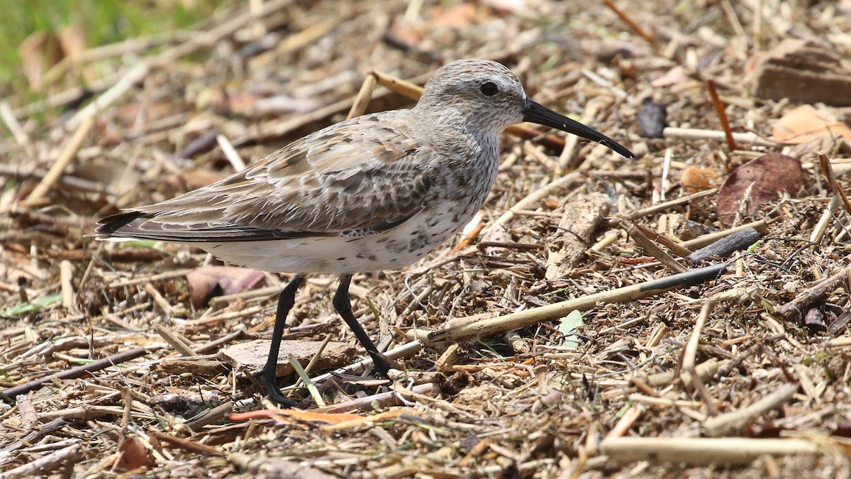 Dunlin - Hendrik Swanepoel