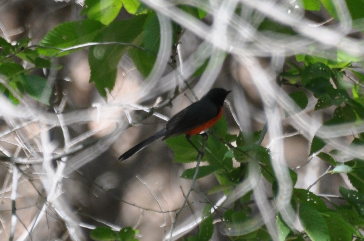 Slate-throated Redstart - ML565391771