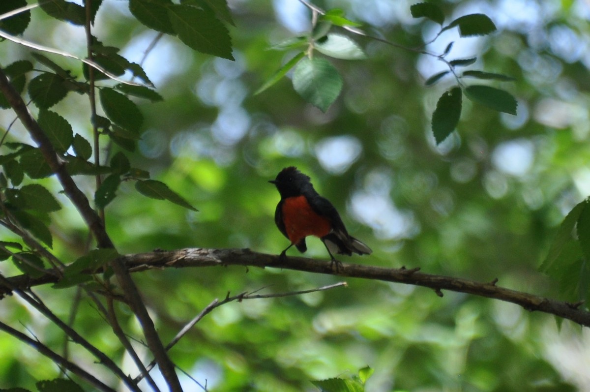 Slate-throated Redstart - ML565391811