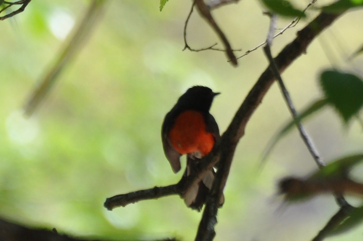 Slate-throated Redstart - ML565391831