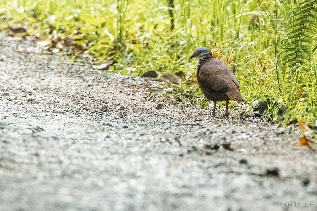 White-throated Quail-Dove - Diana López G