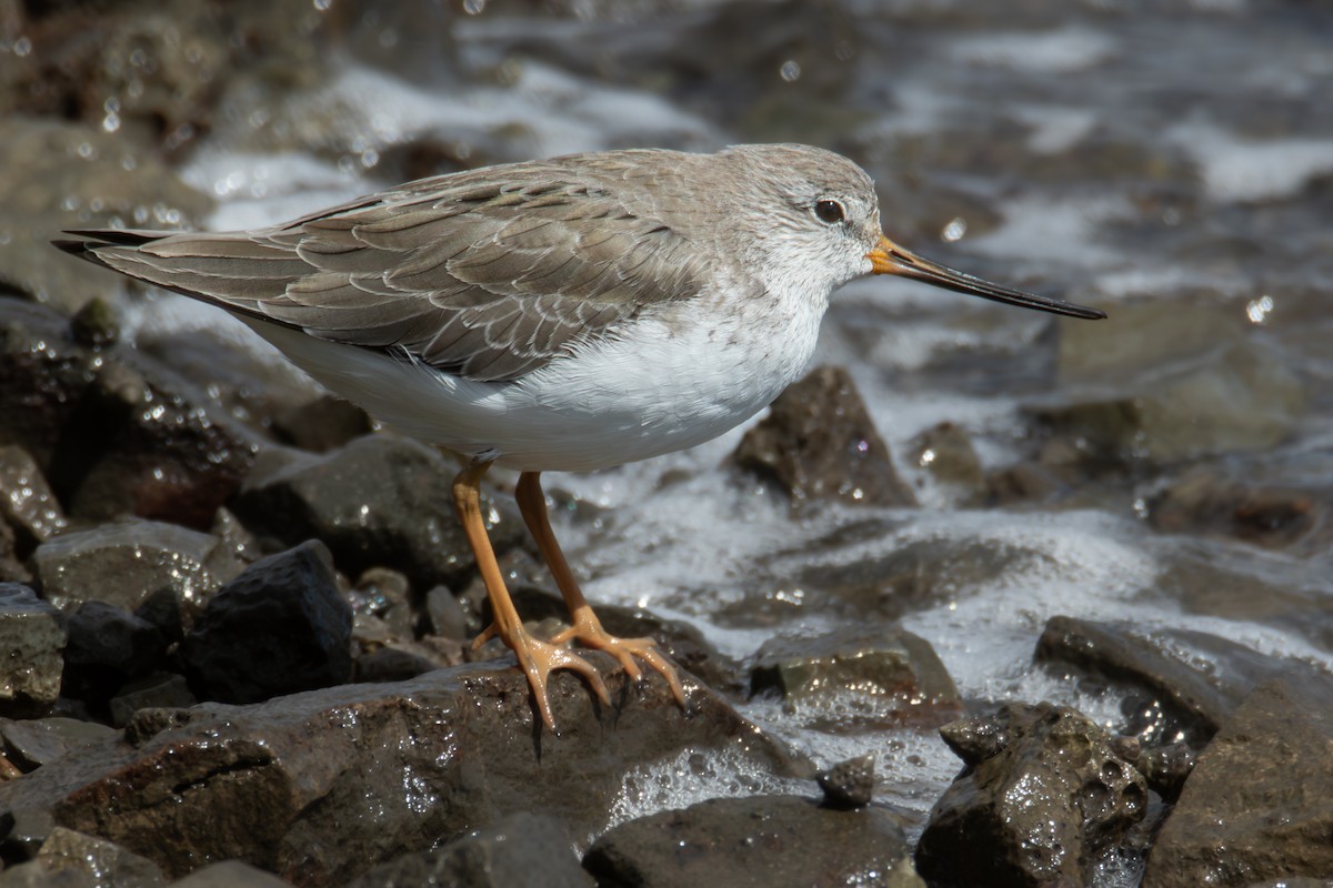 Terek Sandpiper - ML565392451