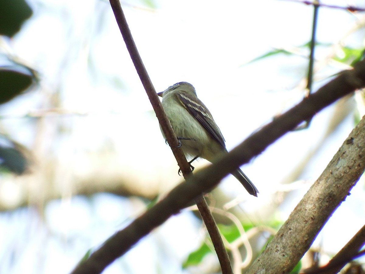 Acadian Flycatcher - ML56539251