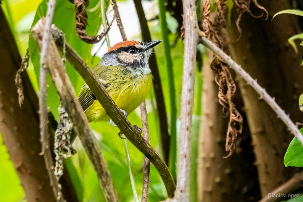 Rufous-crowned Tody-Flycatcher - ML565392671