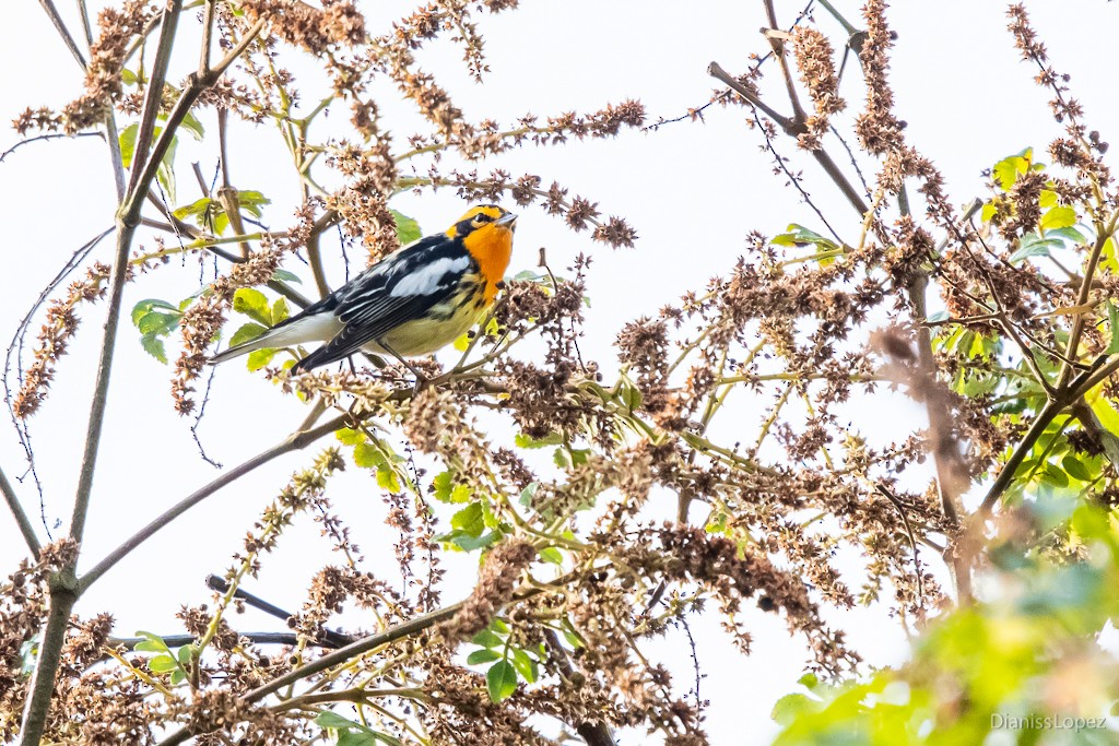 Blackburnian Warbler - ML565392851