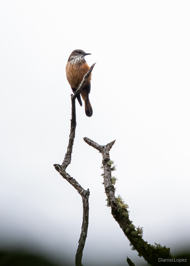 Streak-throated Bush-Tyrant - Diana López G