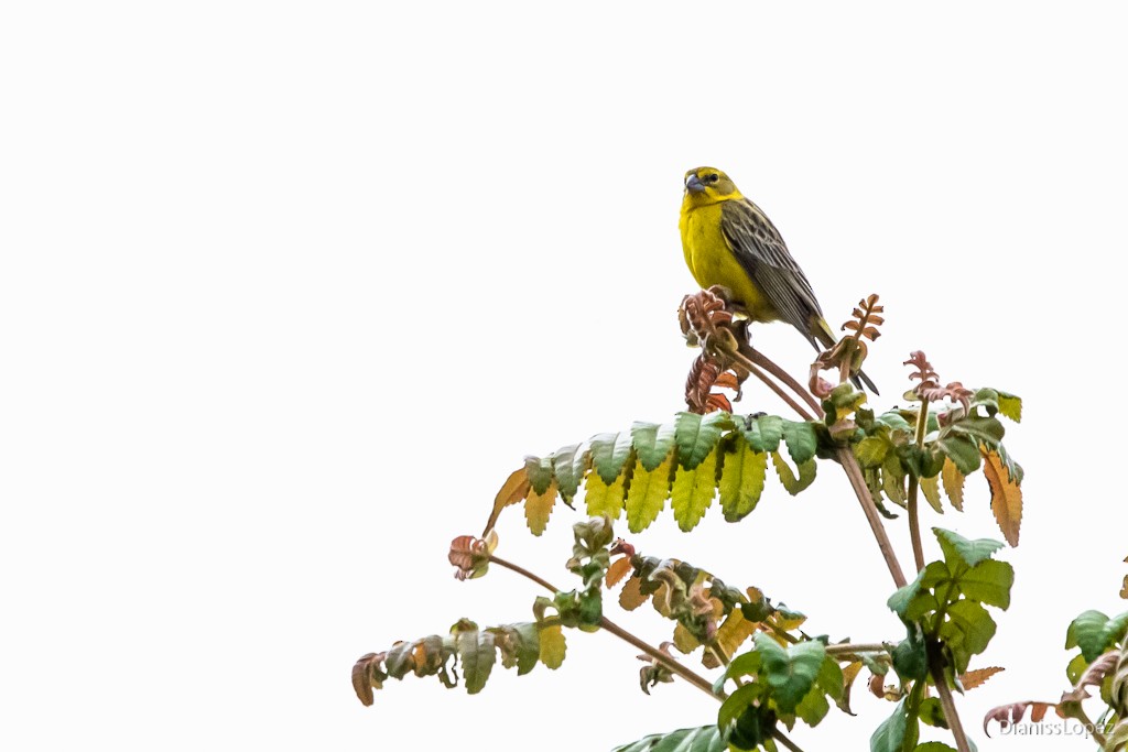 Grassland Yellow-Finch - ML565393321