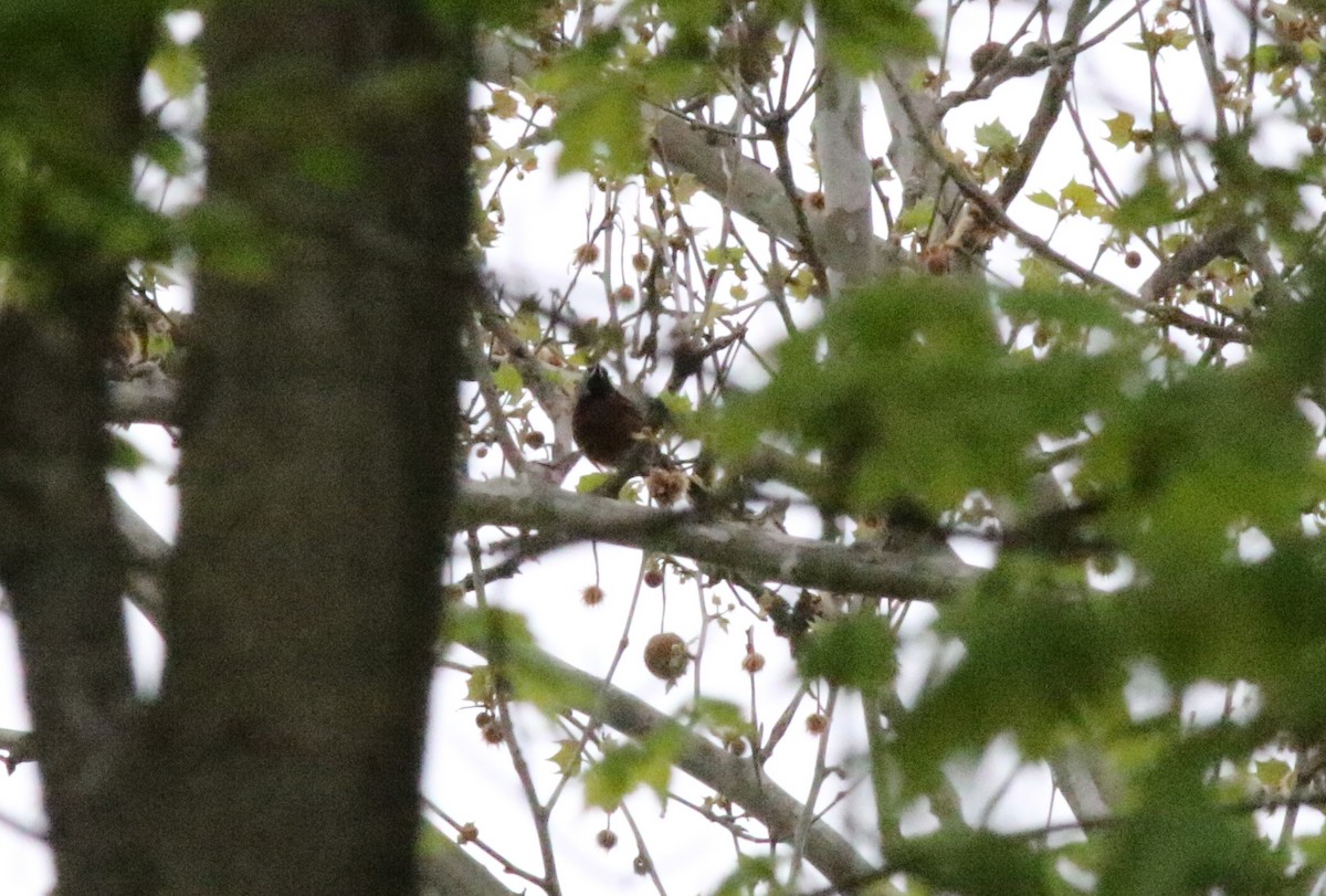 Orchard Oriole - ML565393641
