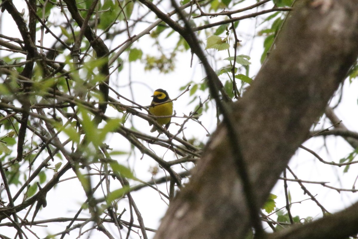 Hooded Warbler - ML565393901