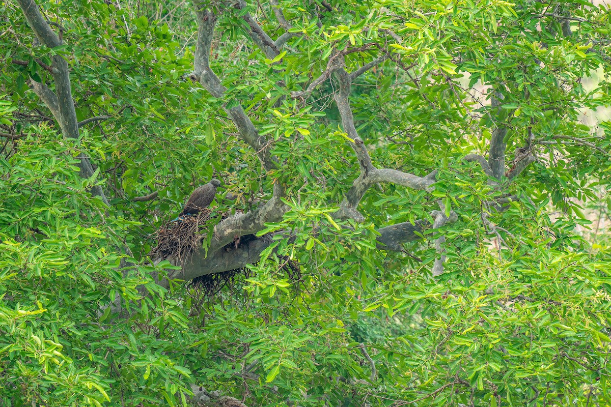 Lesser Fish-Eagle - ML565394401