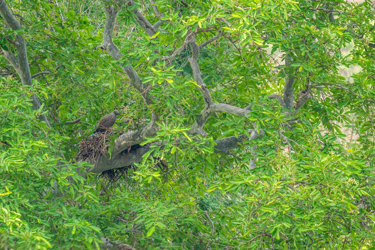 Lesser Fish-Eagle - ML565394411