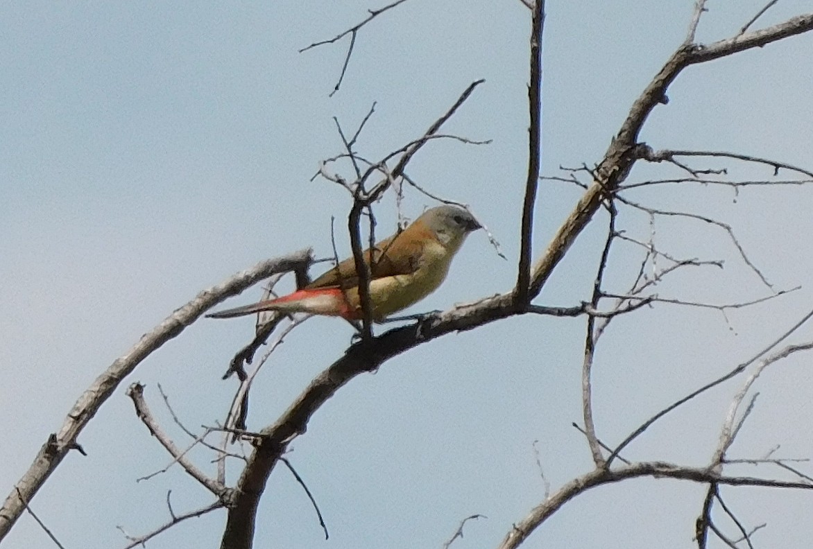 Angola Waxbill - ML565394501