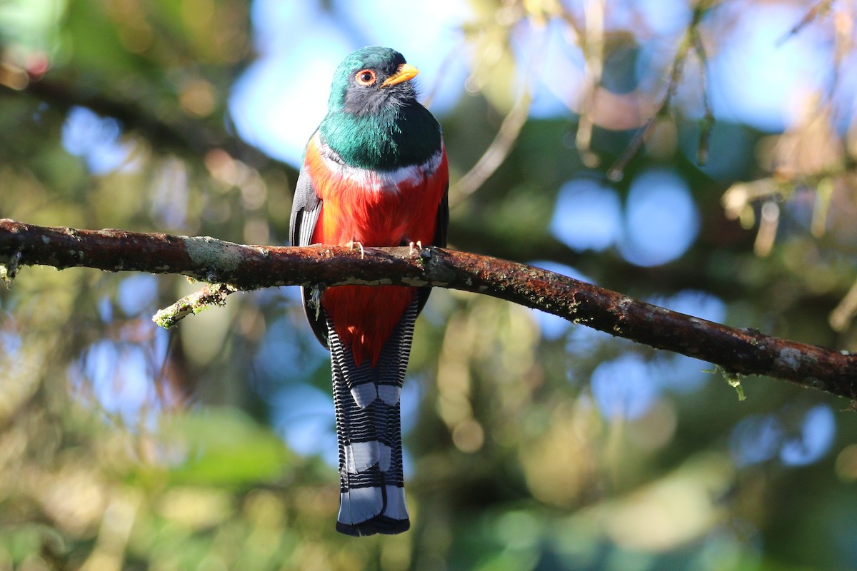 Masked Trogon - ML565395721